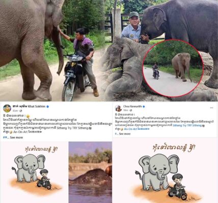អ្នកសិល្បៈជាច្រើននាំគ្នាបញ្ចេញមតិទាំងក្ដុកក្ដួល ចំពោះការចាកចេញរបស់លោក ទ្រី ស៊ីថេង ខណៈលោកលែងបាននៅមើលថែដំរី Lucky បន្ត