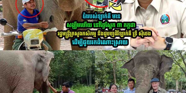ប៉ា​​របស់​ឡាក់គី មានសង្ឃឹមហើយ !រដ្ឋមន្ត្រីក្រសួងកសិក-ម្ម នឹងជួបហ្មដំរី ឡាក់គី ដើម្បីជួ-យ