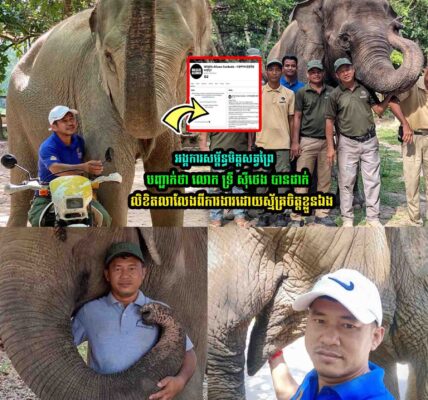 អង្គការសម្ព័ន្ធមិត្តសត្វព្រៃបញ្ជា/ក់ថា មិនបានបញ្ឈ-ប់ឬស្មើឱ្យលោកទ្រី ស៊ីថេង
