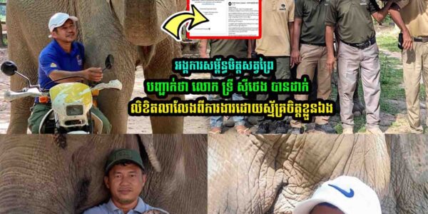 អង្គការសម្ព័ន្ធមិត្តសត្វព្រៃបញ្ជា/ក់ថា មិនបានបញ្ឈ-ប់ឬស្មើឱ្យលោកទ្រី ស៊ីថេង