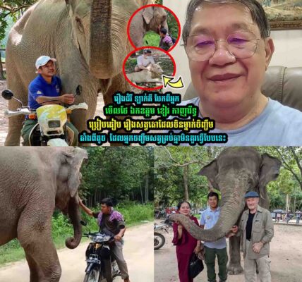 រឿងដំរី ឡាក់គី ឯកឧត្តម ខៀវ កាញារីទ្ធ ប្រៀបធៀ-ប រឿងស-ត្វតោដែលចិនម្នាក់ចិញ្ចឹ-មតាំងពីតូ-ច