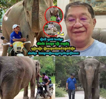 រឿងដំរី ឡាក់គី ឯកឧត្តម ខៀវ កាញារីទ្ធ ប្រៀបធៀ-ប រឿងស-ត្វតោដែលចិនម្នាក់ចិញ្ចឹ-មតាំងពីតូ-ច