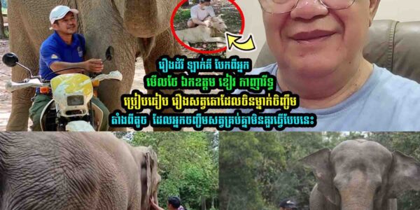 រឿងដំរី ឡាក់គី ឯកឧត្តម ខៀវ កាញារីទ្ធ ប្រៀបធៀ-ប រឿងស-ត្វតោដែលចិនម្នាក់ចិញ្ចឹ-មតាំងពីតូ-ច