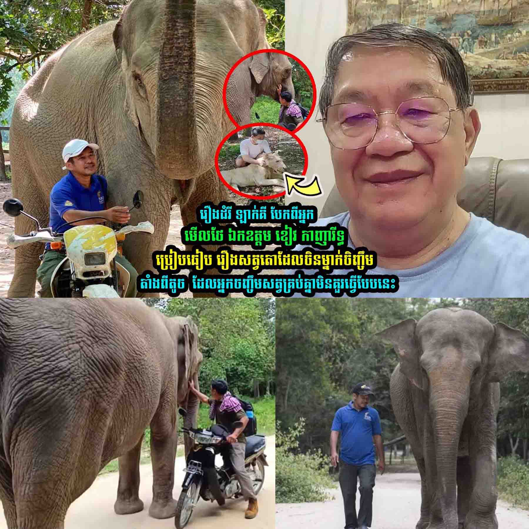 រឿងដំរី ឡាក់គី ឯកឧត្តម ខៀវ កាញារីទ្ធ ប្រៀបធៀ-ប រឿងស-ត្វតោដែលចិនម្នាក់ចិញ្ចឹ-មតាំងពីតូ-ច