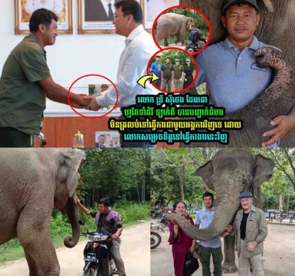 លោក ទ្រី ស៊ីថេង បានបញ្ជា-ក់ជំ-ហរមិនត្រលប់ទៅធ្វើការជាមួយអង្គការវិញទេ លេាកសម្រេចធ្វើកាងារថ្មីនេះវិញ