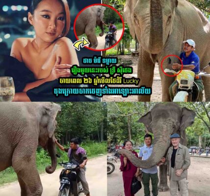ថាច ម៉ារី ទម្លា/យរឿងមួយនេះរបស់ ទ្រី ស៊ីថេងចាយពេល ២៦ ឆ្នាំមើលថែដំរី Lucky