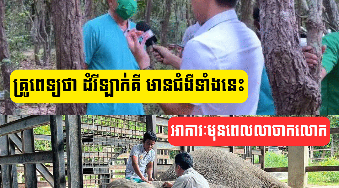 គ្រូពេទ្យប្រាប់ច្បាស់ៗថា ដំរីឡាក់គី មានជំ(ងឺទាំ)ងនេះ និងប្រាប់ពីអាការៈមុនពេលលាចាកលោក