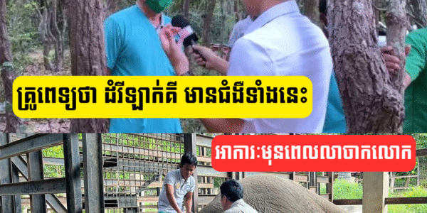 គ្រូពេទ្យប្រាប់ច្បាស់ៗថា ដំរីឡាក់គី មានជំ(ងឺទាំ)ងនេះ និងប្រាប់ពីអាការៈមុនពេលលាចាកលោក