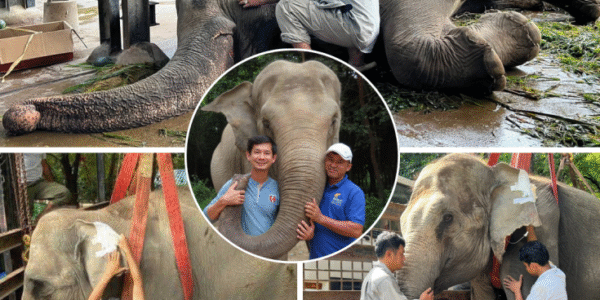 អតីតម្ចាស់ដំរីឡាក់គី លោក គ្រី ស៊ីថេង ចង់ធ្វើបុណ្យជូនសពឡាក់គី អោយសាកសម ដង្ហែរ និងបញ្ចុះអោយបានត្រឹមត្រូវ (មានវីដេអូ)