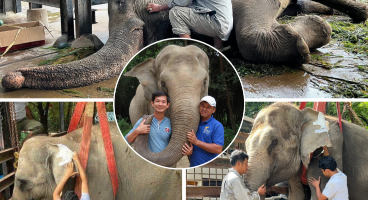 អតីតម្ចាស់ដំរីឡាក់គី លោក គ្រី ស៊ីថេង ចង់ធ្វើបុណ្យជូនសពឡាក់គី អោយសាកសម ដង្ហែរ និងបញ្ចុះអោយបានត្រឹមត្រូវ (មានវីដេអូ)