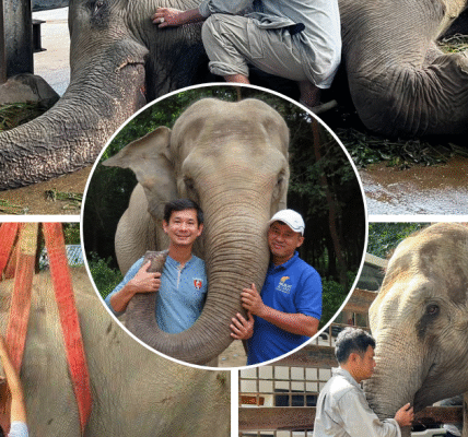 អតីតម្ចាស់ដំរីឡាក់គី លោក គ្រី ស៊ីថេង ចង់ធ្វើបុណ្យជូនសពឡាក់គី អោយសាកសម ដង្ហែរ និងបញ្ចុះអោយបានត្រឹមត្រូវ (មានវីដេអូ)