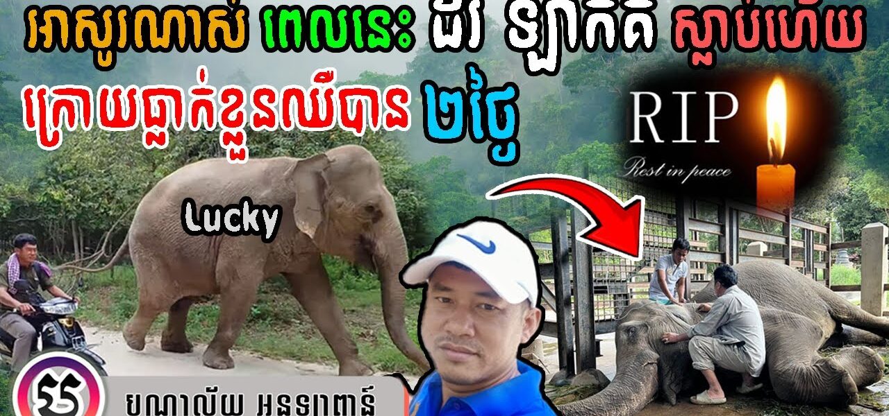 អាសូរណាស់! ដីរី ឡាក់គី ស្លាប់ហើយ ក្រោយធ្លាក់ខ្លួនឈឺបាន ២ថ្ងៃ នៅសួនសត្វភ្នំតាម៉ៅ | Wildlife Alliance