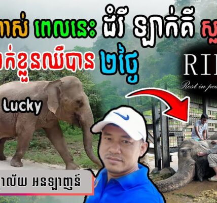 អាសូរណាស់! ដីរី ឡាក់គី ស្លាប់ហើយ ក្រោយធ្លាក់ខ្លួនឈឺបាន ២ថ្ងៃ នៅសួនសត្វភ្នំតាម៉ៅ | Wildlife Alliance