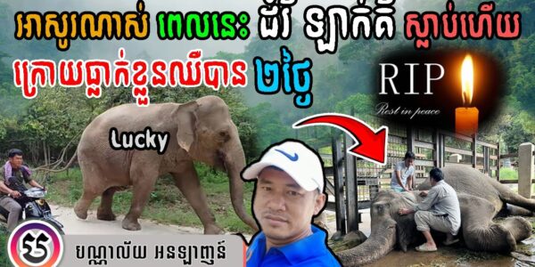អាសូរណាស់! ដីរី ឡាក់គី ស្លាប់ហើយ ក្រោយធ្លាក់ខ្លួនឈឺបាន ២ថ្ងៃ នៅសួនសត្វភ្នំតាម៉ៅ | Wildlife Alliance