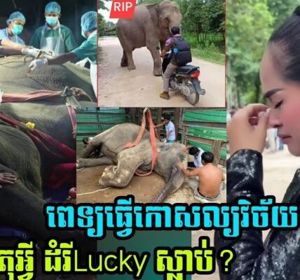 គ្រូពេទ្យធ្វើកោសលវិច័យ មូលហេតុអ្វី ដំរីLucky ស្លា..ប់?