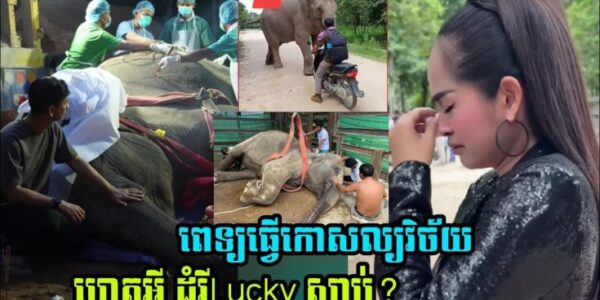 គ្រូពេទ្យធ្វើកោសលវិច័យ មូលហេតុអ្វី ដំរីLucky ស្លា..ប់?