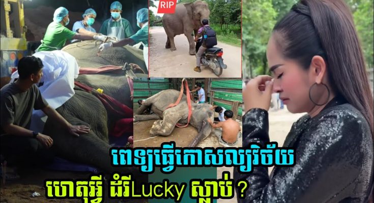 គ្រូពេទ្យធ្វើកោសលវិច័យ មូលហេតុអ្វី ដំរីLucky ស្លា..ប់?